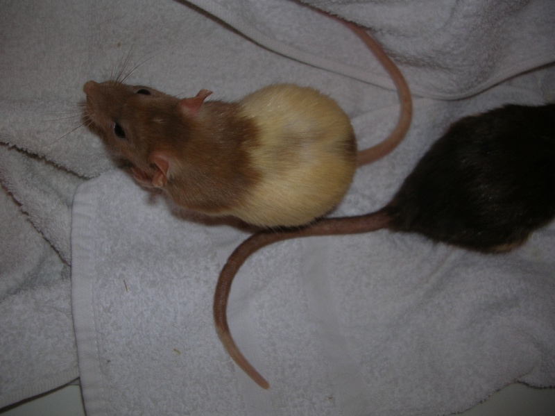 Sauvetage de 150 rats chez moi (fev 2010) Dscn1710