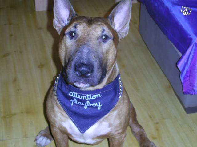 donne bull terrier dept 40 42625110