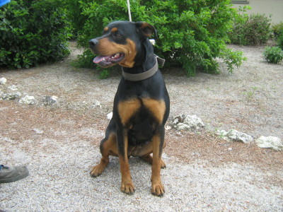 kriska femelle croise rottweiler Im010610