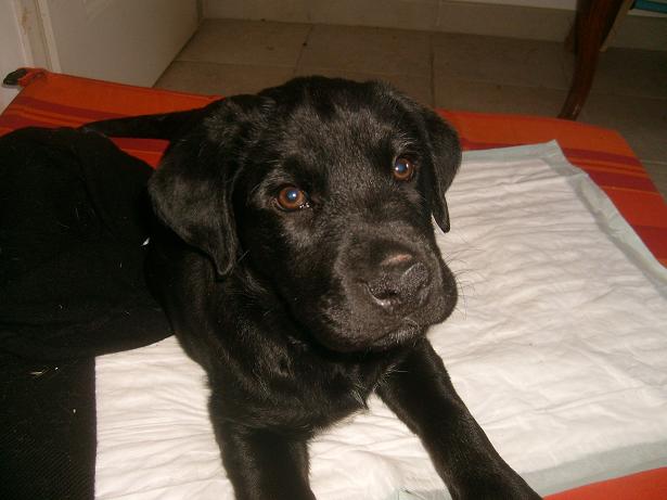 Edgar deux mois croisé Labrador Adopté S7302117