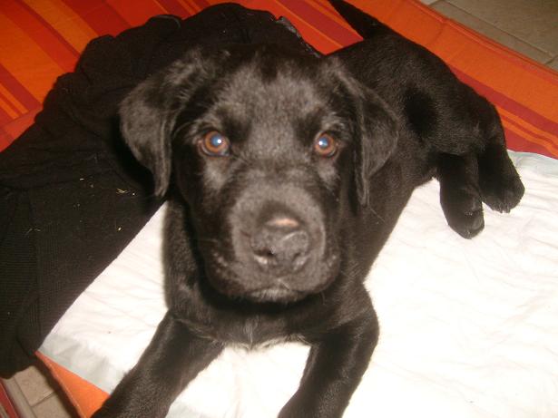 Edgar deux mois croisé Labrador Adopté S7302118