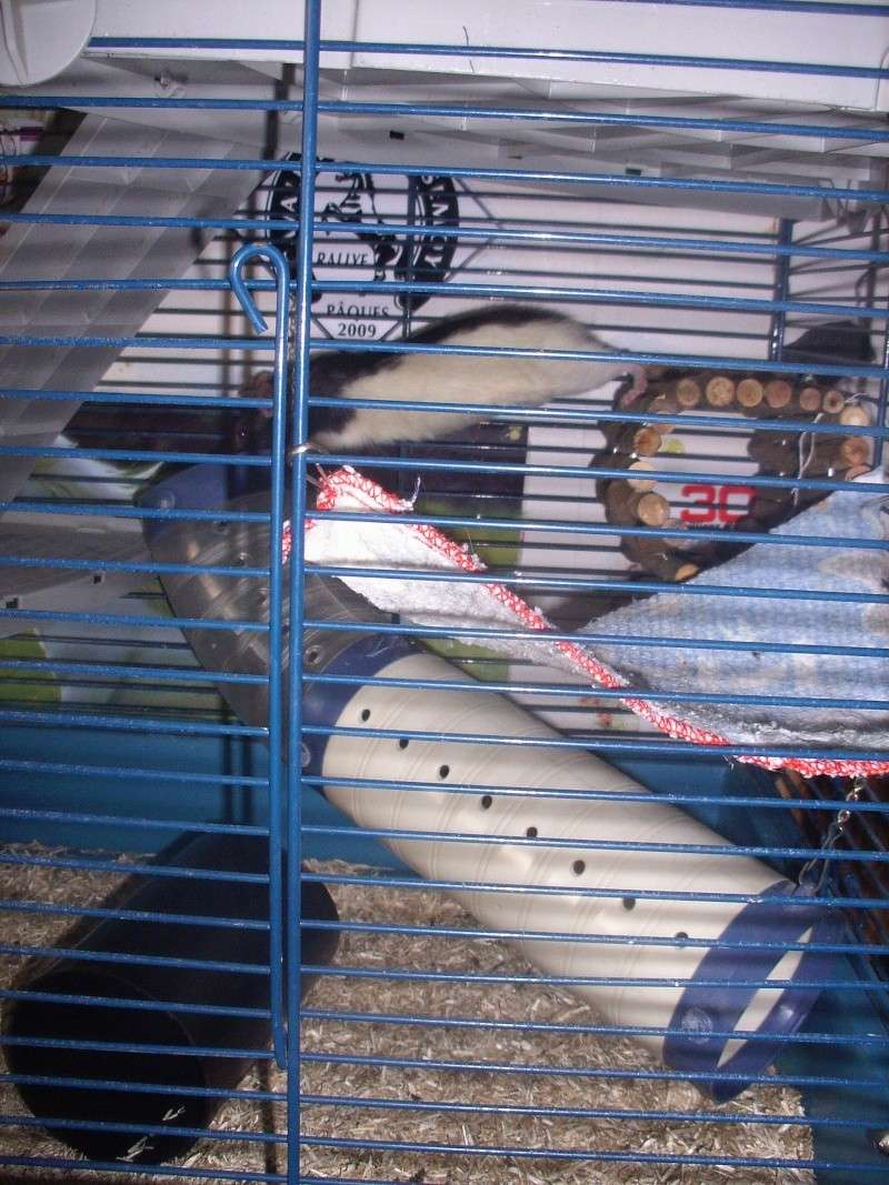 La nouvelle cage de mon Ratatouille Img_9822