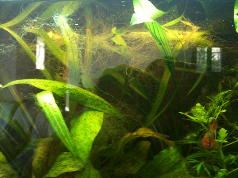 Probleme algues cornes de cerf Img_0017