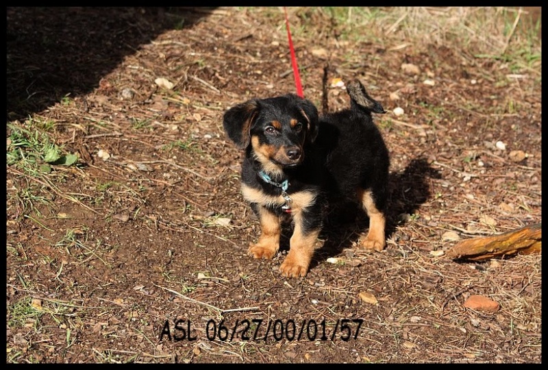 BUK chiot mimi X berger 2 à 2,5 mois sur Toulon VAR Divers15