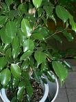 Plantes d'appartements : Attention aux intoxications!! Ficus10
