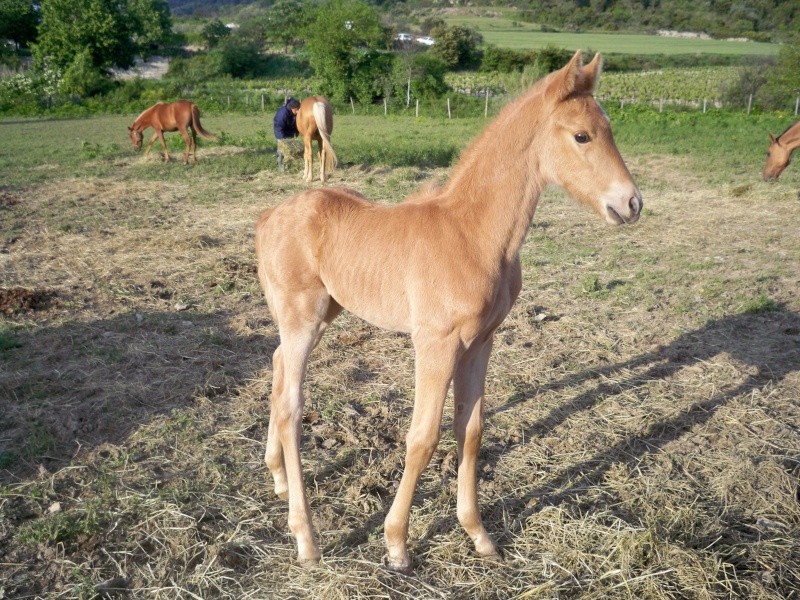 Arénor des Prades : poulain palomino 00511