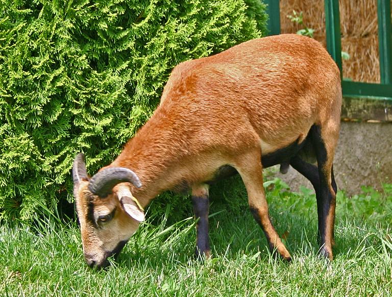 Les moutons du Cameroun  Mon_ga11