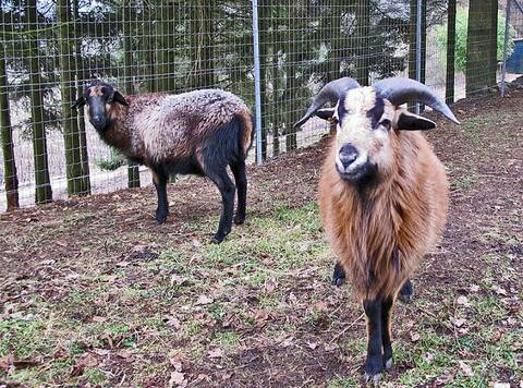 Les moutons du Cameroun