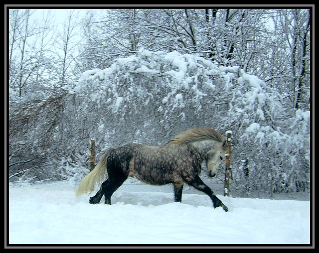 Photos de nos chevaux!!! Silver10