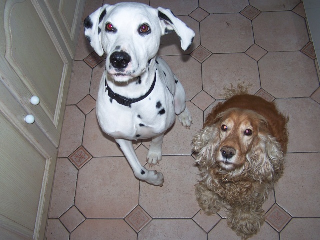 CACHOU - dalmatien mâle - 2 ans - sourd - en FA (dpt 44) 100_2544