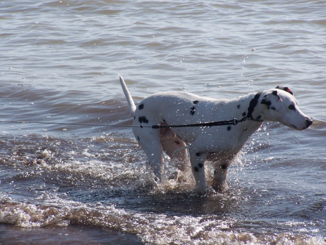 CACHOU - dalmatien mâle - 2 ans - sourd - en FA (dpt 44) 100_2558