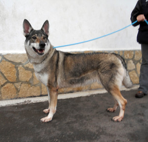 KERIDA, CHIEN LOUP TCHEQUE affectueuse REF (92)  Ima_ph11