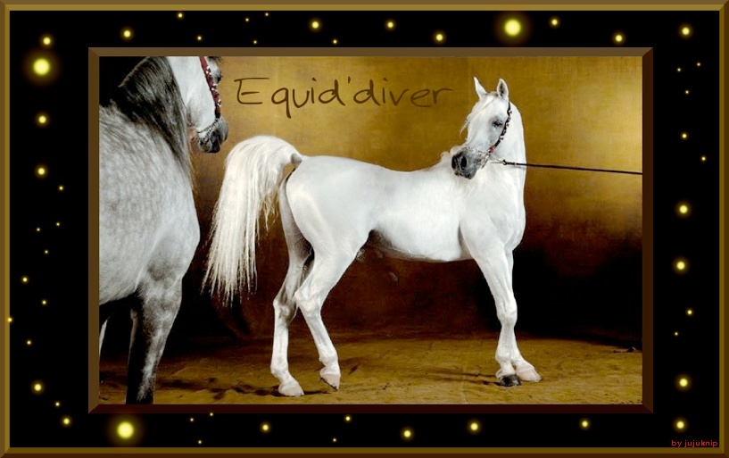 Equid'diver