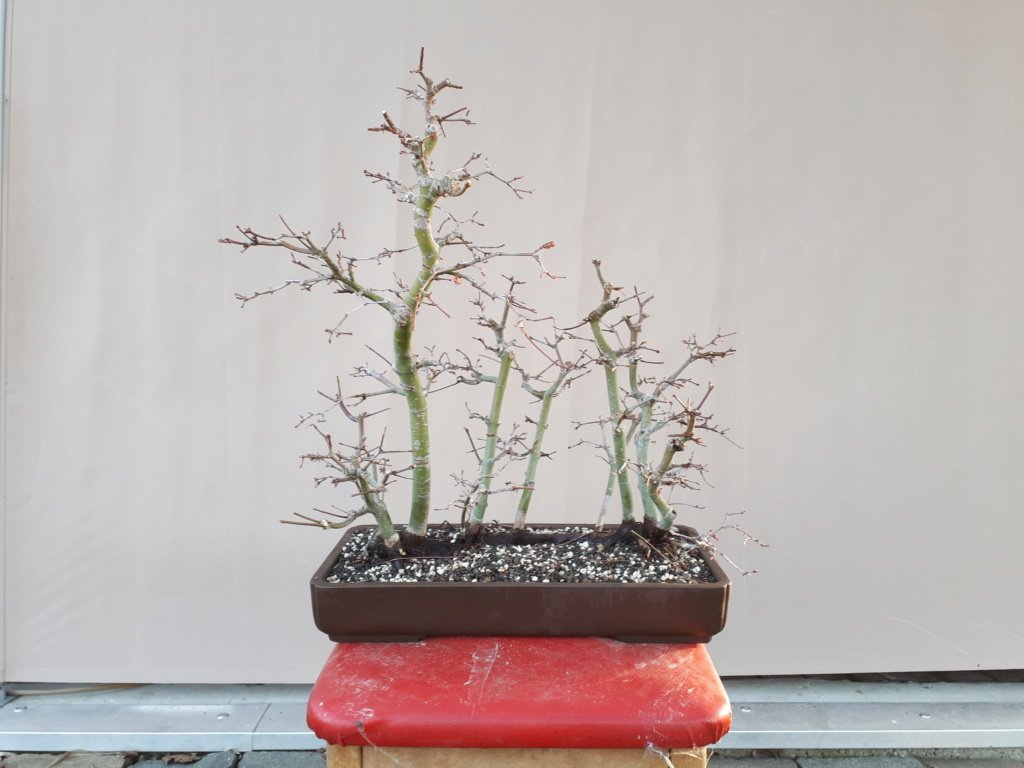 Acer Palmatum Floß-Projekt 17_02_10