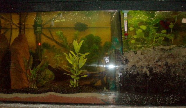 Mes betta et leurs aquarium Aquabe11