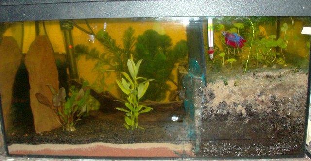 Mes betta et leurs aquarium Aquabe12