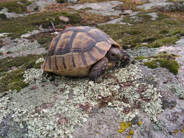 Identification d'une tortue trouvée à l'automne Ttrtrg10