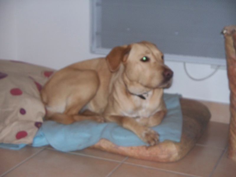 cherche FA pour chienne labrador 1,5 an (reste avec son maitre) 100_2510