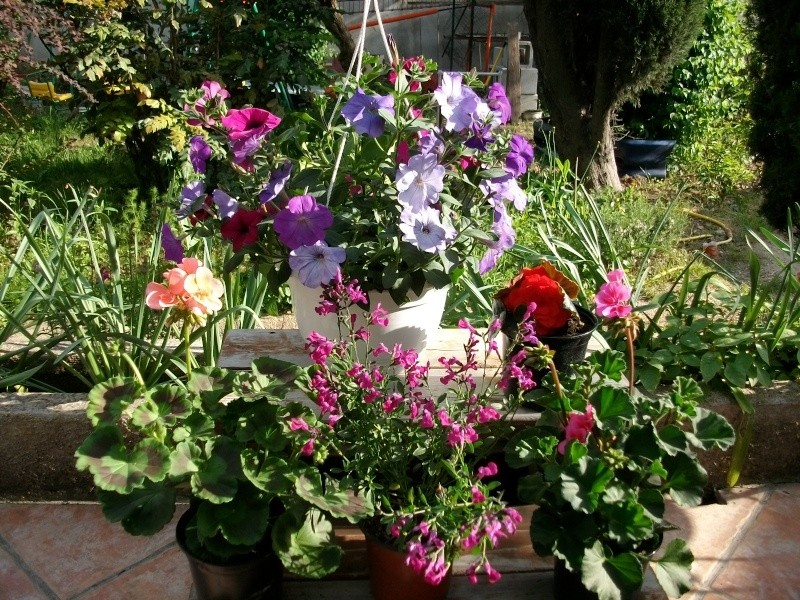 Mes fleurs à planter 00422