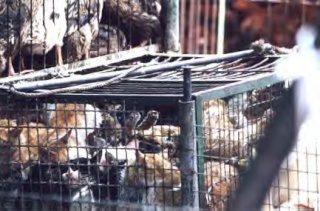 Horreur:Torturer pour manger:chiens,chats,et autres 7521_b11