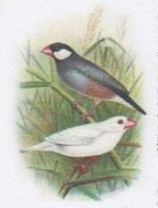 Padda de Java Oiseau31