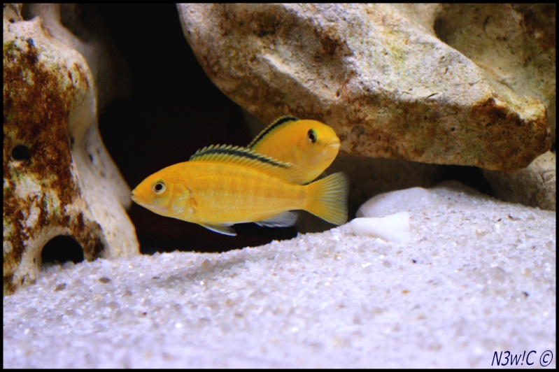 Photos des labidochromis caeruleus Img_7612