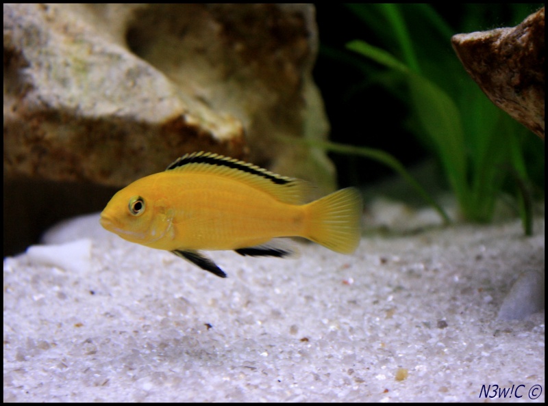 Photos des labidochromis caeruleus Img_7613