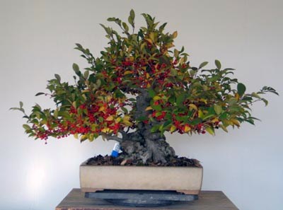 Ilex serrata Downlo19