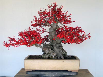 Ilex serrata Downlo20