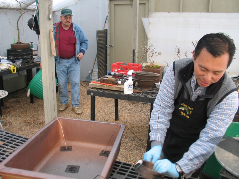 Iwasaki five needle pine repotted in 2007/2008 Downlo33