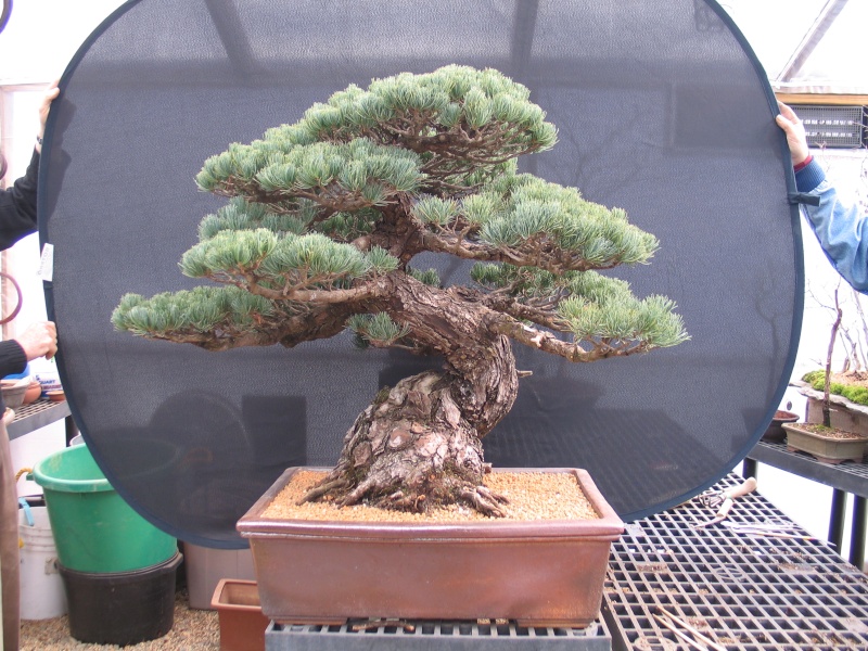 Iwasaki five needle pine repotted in 2007/2008 Downlo48