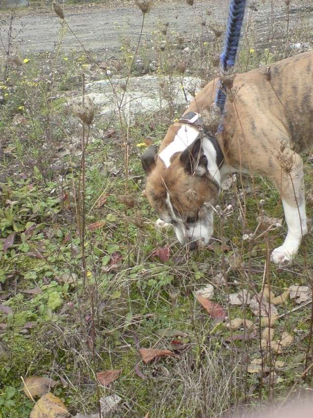 [CANINS] BELGIUM ///// GRANDISSIME URGENCE /// AMSTAFF 5 ou 7 ans // EUTHA IMMINENTE !!!! Staff_10