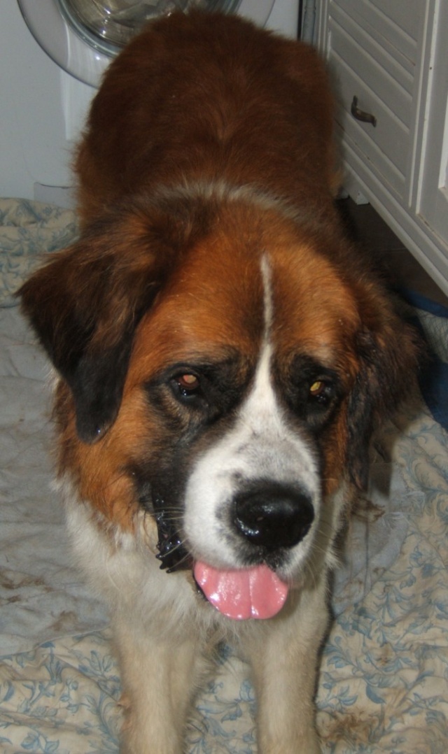 titi 10 ans saint bernard  Titi11