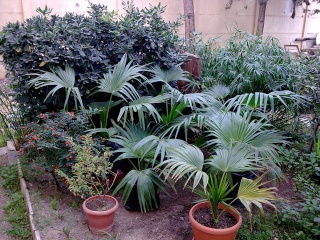 Livistona chinensis - une beauté tropicale pour nos jardins 111