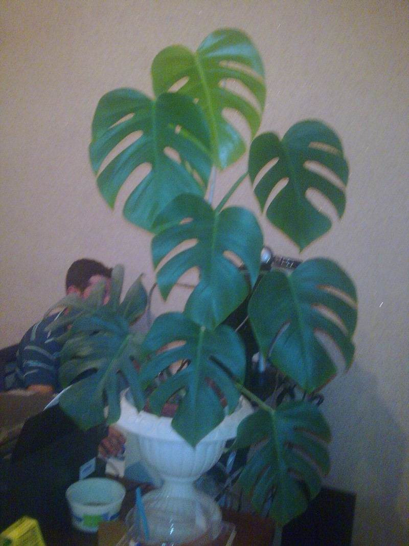 Philodendron-une plante facile à entretenir (variétés, floraison, fruit) 1_phil10