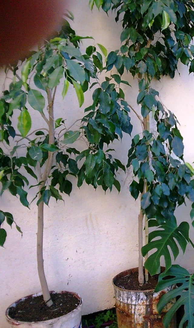 Le ficus, une plante relativement facile d’entretien. Culture, variétés, soins. 4_ficu10