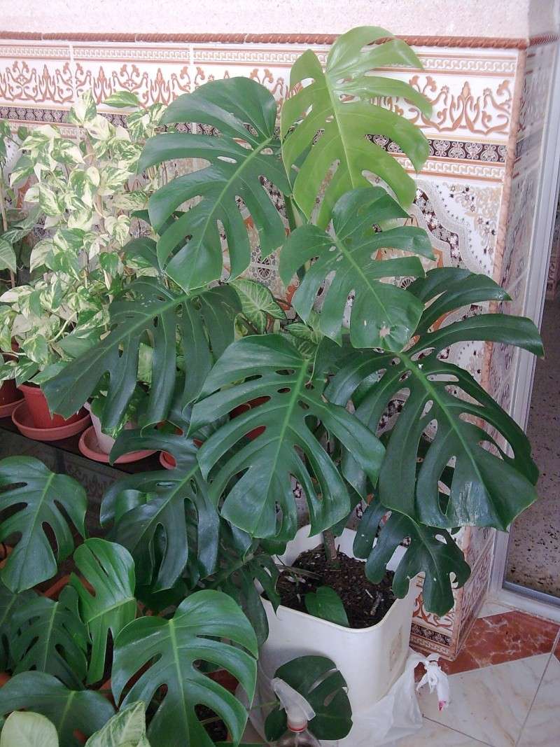Philodendron-une plante facile à entretenir (variétés, floraison, fruit) 610