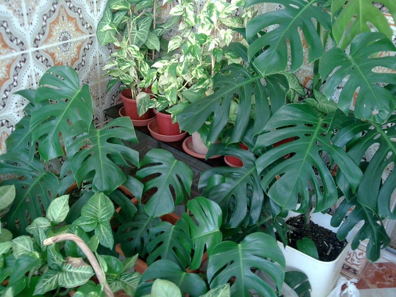 Philodendron-une plante facile à entretenir (variétés, floraison, fruit) 710