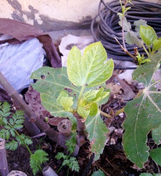 Le ficus, une plante relativement facile d’entretien. Culture, variétés, soins. Boutur11