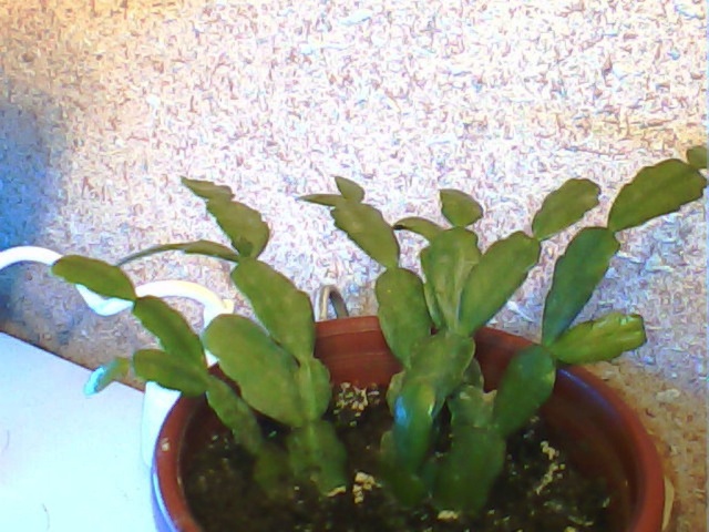 rhipsalidopsis- Spring cactus, cactus de Pâques ou Sunrise cactus Cactus10