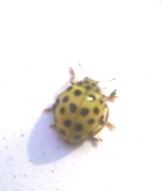 Coccinelle Cocine11