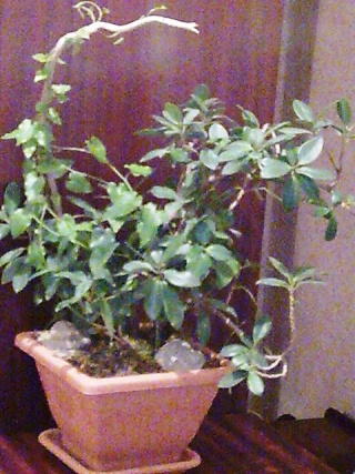 Le ficus, une plante relativement facile d’entretien. Culture, variétés, soins. Ficus210