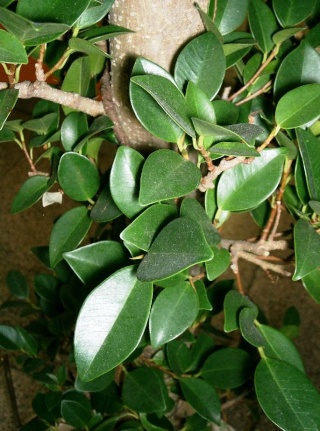 Le ficus, une plante relativement facile d’entretien. Culture, variétés, soins. Ficus_10