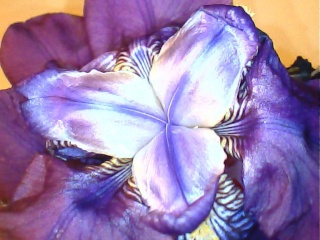 floraisons macro Iris4610