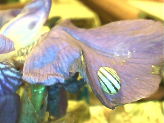 floraisons macro Iris5210