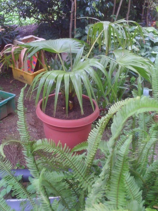 Livistona chinensis - une beauté tropicale pour nos jardins Latani10