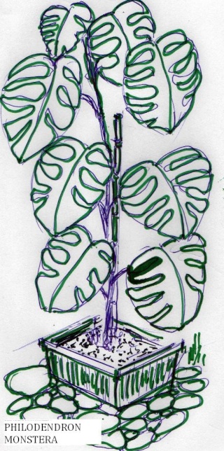 Philodendron-une plante facile à entretenir (variétés, floraison, fruit) Philo11