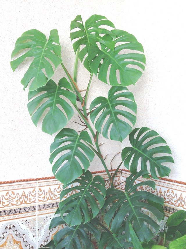 Philodendron-une plante facile à entretenir (variétés, floraison, fruit) Philo110