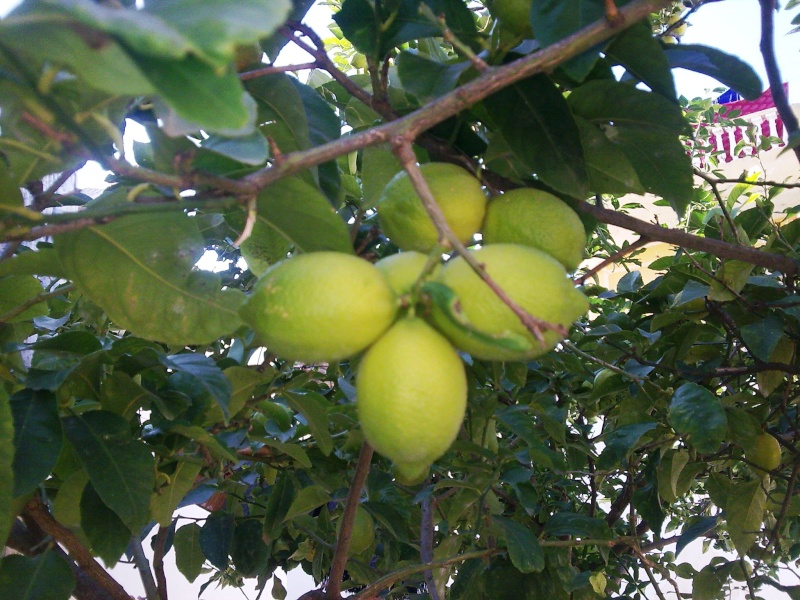 Le citronnier ( citrus limonum ) Photo011