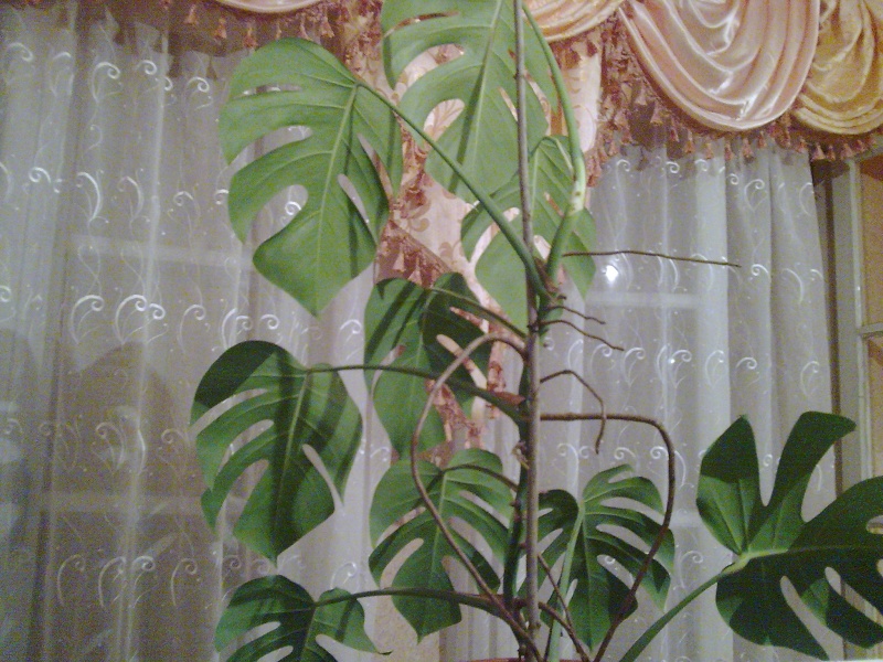 Philodendron-une plante facile à entretenir (variétés, floraison, fruit) Photo012